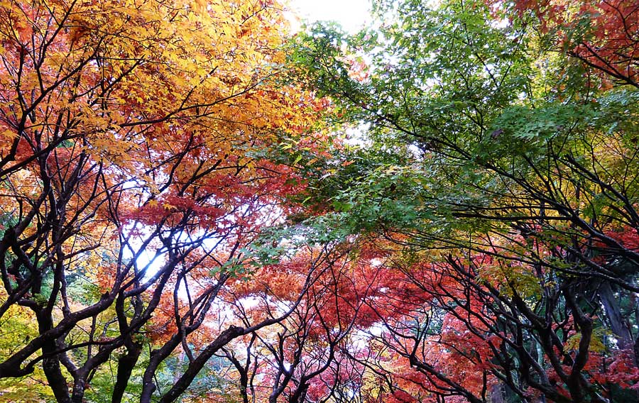 Saimyoji, Japon en automne